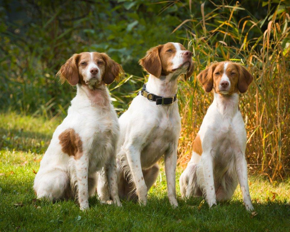 Three red and white dogs sitting together in the grass